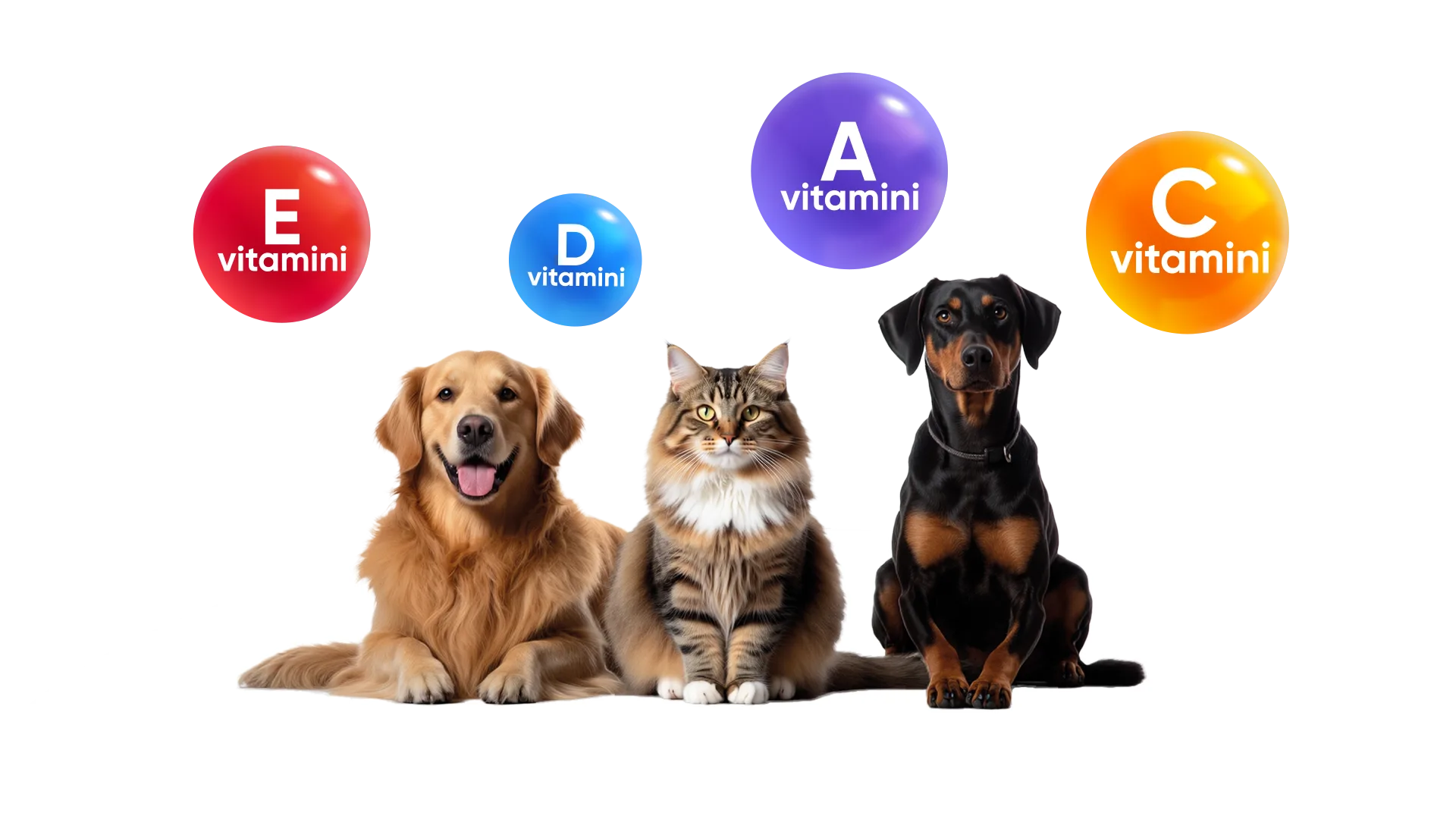 Prostar ile mutlu kedi ve köpek